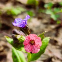 Медуница :: IMir 