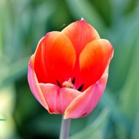 В моём саду расцвёл первый тюльпан! :: Восковых Анна Васильевна 