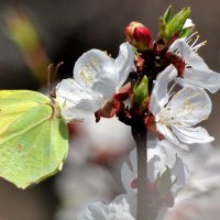 Бабочка Крушинница на цветах абрикоса. :: Восковых Анна Васильевна Бабочка Крушинница на цветах абрикоса. :: Восковых Анна Васильевна