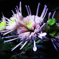 Красота на окошке :: Людмила Смородинская