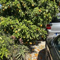 Эх, лимончики! :: Oleg4618 Шутченко