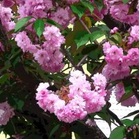 КРАСАВИЦА САКУРА (3) :: Елена Куприянова 