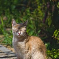 Симпатико. :: Giant Tao /