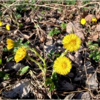 Хорошего солнечного всем настроения! :: Лия ☼