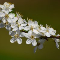 АЛЫЧА. :: DianaVladimirovna 