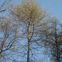 Весна пришла :: Дмитрий Никитин Весна пришла :: Дмитрий Никитин