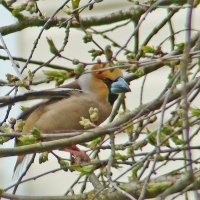 дубонос :: gawrilа - dan дубонос :: gawrilа - dan