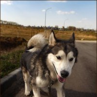 Ярик. :: leff Postnov