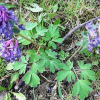 Про весну и цветы :: Наталья Герасимова