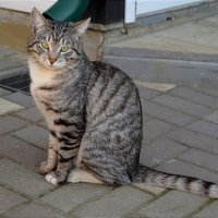 Кот :: Татьяна Тюменка