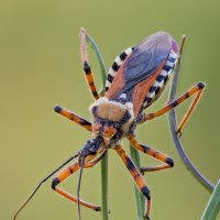 Клоп (Rhynocoris punctiventris) :: Александр Григорьев