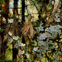 природа 19 апреля  1 :: Александр Прокудин