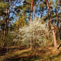 природа 19 апреля 5 :: Александр Прокудин природа 19 апреля 5 :: Александр Прокудин