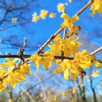 Форзиция :: Сапсан 