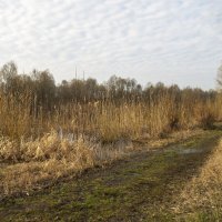 Заросли камыша :: Елена Пономарева