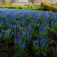 Поляна мускариков.. :: Татьяна Помогалова