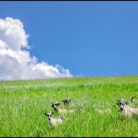 Смотрите, кто пришел! :: **** vedin