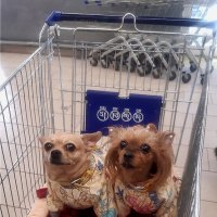 Модные штучки! :: Нина Андронова