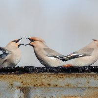 Выясняют отношения. :: Виктор Иванович Чернюк