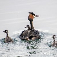 Чомга с потомством :: Андроник Александр 