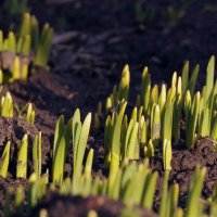 Первые нарциссы :: Сергей Швечков