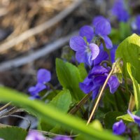 Ночная фиалка :: Петр 