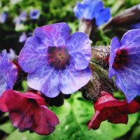 Медуница :: Людмила Смородинская