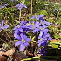 Печёночница. :: Валерия Комова