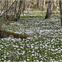 В апрельском лесу. :: Валерия Комова В апрельском лесу. :: Валерия Комова