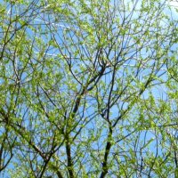 Апрельское небо :: Елена Семигина Апрельское небо :: Елена Семигина