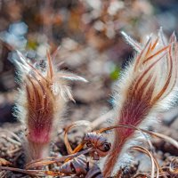 Пробуждение :: Александр Филатов