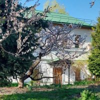 Вот и вишня зацвела :: ИРЭН@ .