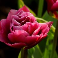 О тюльпанах :: Юрий. Шмаков