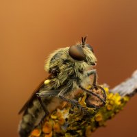 *** :: Евгений Фруман