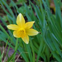 Первый нарцисс :: Светлана Первый нарцисс :: Светлана