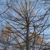 Весна пришла :: Дмитрий Никитин