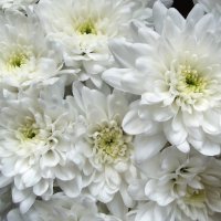 Хризантемы :: Freddy 97