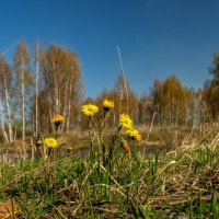 ВЕСНА,ВЕСНА,ВЕСНА ... :: Андрей Дворников