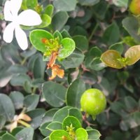 111 (20) :: СТРЕН 