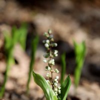 "Ландыш" :: Александр Кондаков