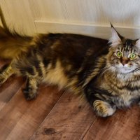 Жася :: Владимир Звягин Жася :: Владимир Звягин