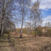 На опушке... :: Владимир Жданов