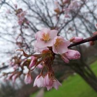 Сакура :: Сапсан 