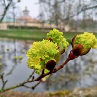 Клён :: Сапсан 