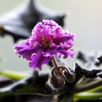 маленькие радости :: Олег Лукьянов