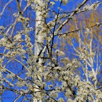 природа  апреля 3 :: Александр Прокудин