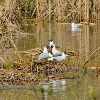 природа  апреля 4 :: Александр Прокудин