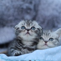Котята! :: Елена 