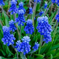 Городские цветы (мускари) :: Милешкин Владимир Алексеевич Городские цветы (мускари) :: Милешкин Владимир Алексеевич