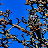 Скворец. :: Восковых Анна Васильевна 